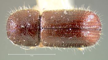 Media type: image;   Entomology 1288 Aspect: habitus dorsal view